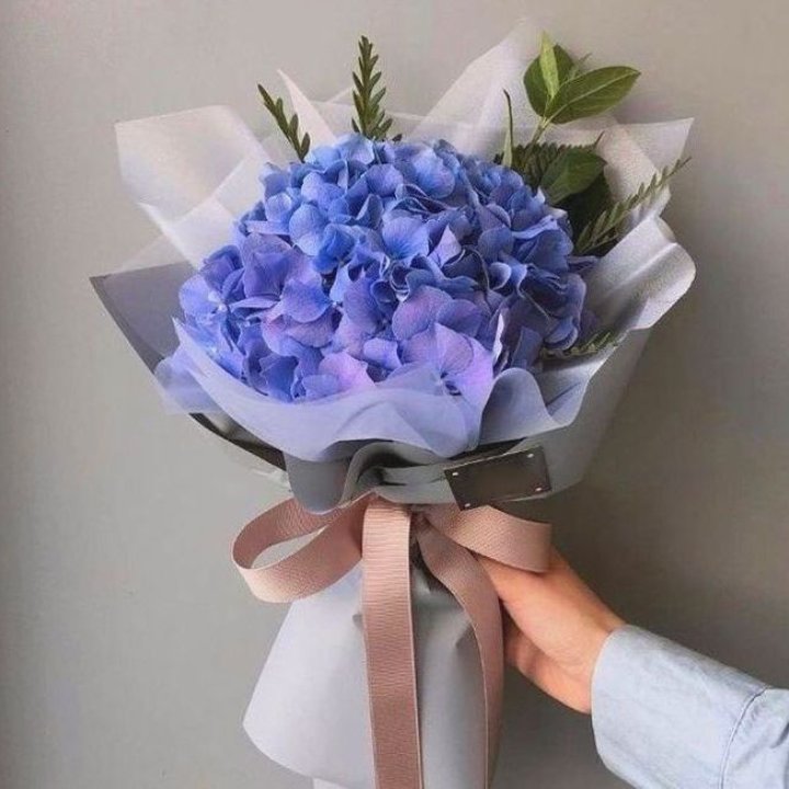 Гортензия голубая в Чите