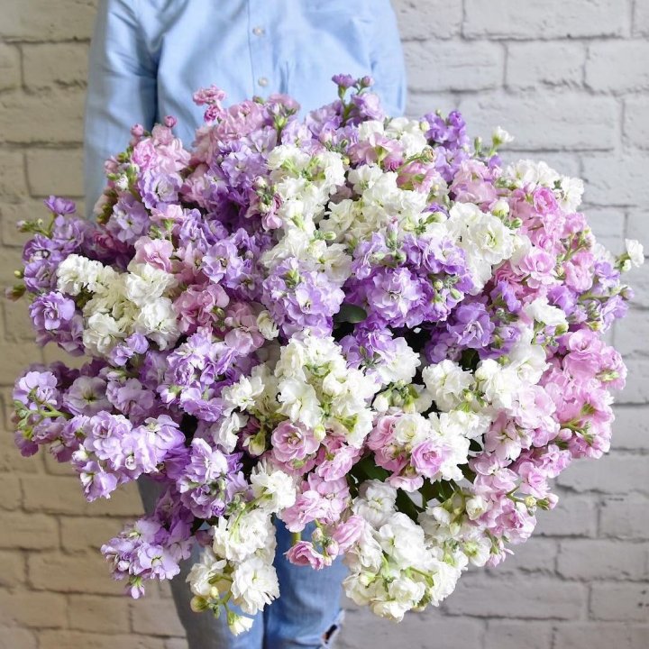 Облако маттиол в Чите