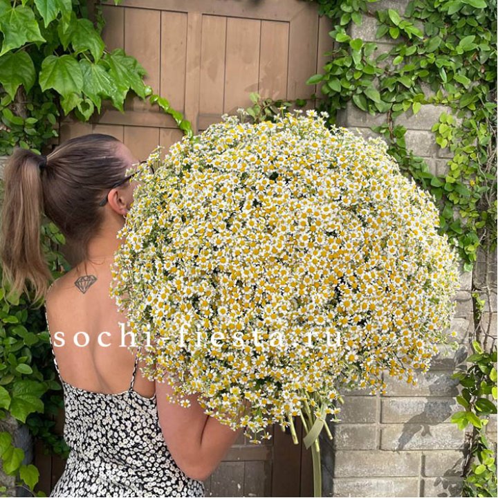 101 ромашка в Чите