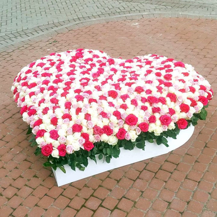 555 роза  в Чите