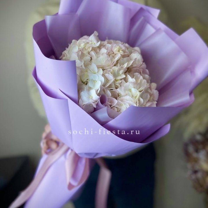 Гортензия розовая в Чите