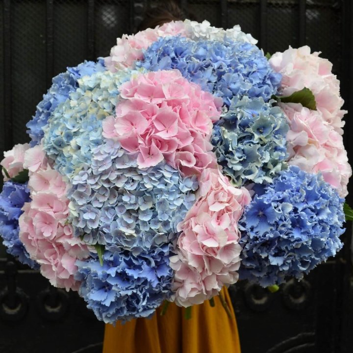 Букет гортензий "Фонтан" в Чите