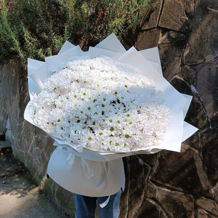 Облако хризантем №2 в Чите