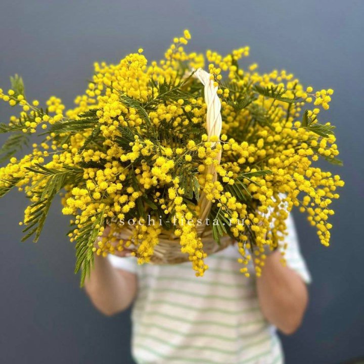 Весенняя корзина мимозы в Чите