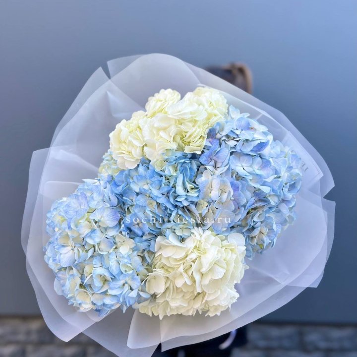 5 бело-голубых гортензий в Чите