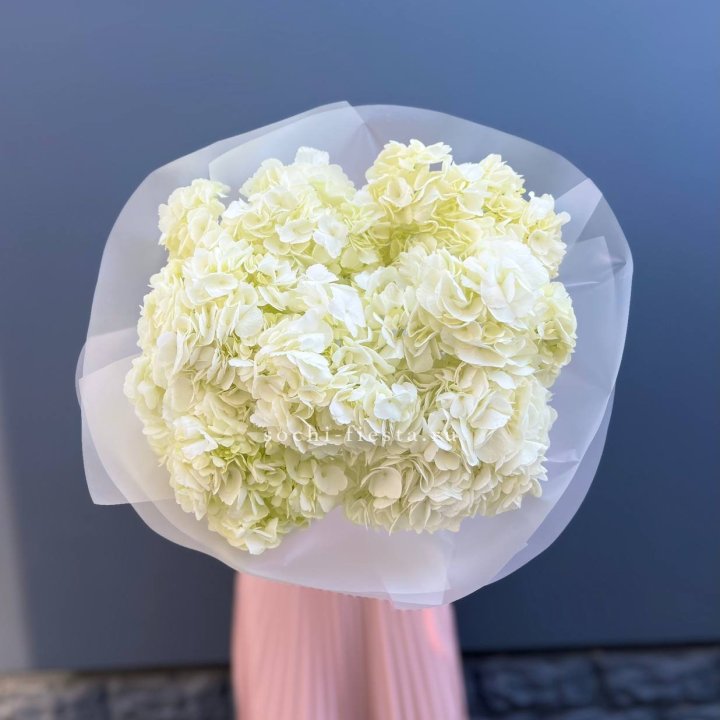 7 белых гортензий в Чите