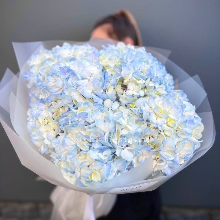 5 голубых гортензий в Чите