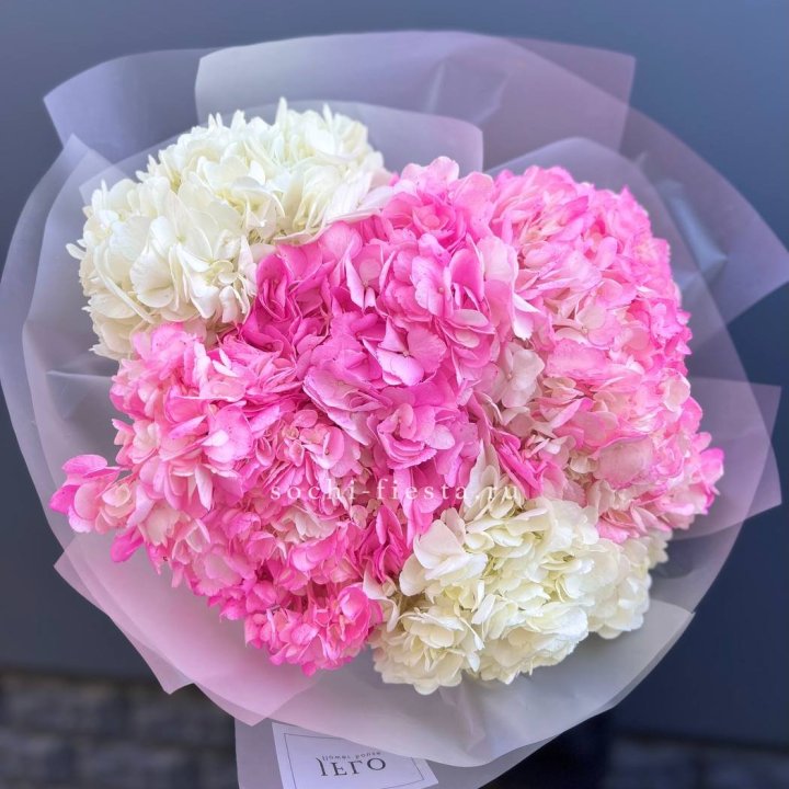 5 бело-розовых гортензий в Чите