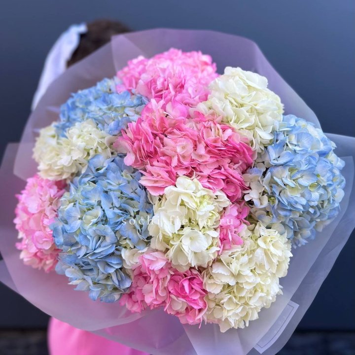 11 гортензий микс в Чите