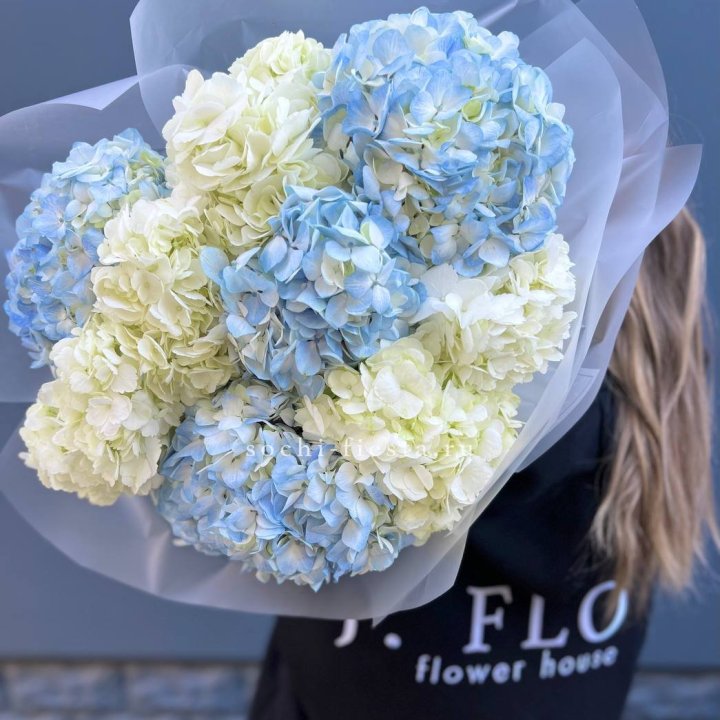 9 бело-голубых гортензий в Чите