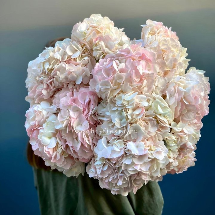 Охапка розовой гортензии в Чите