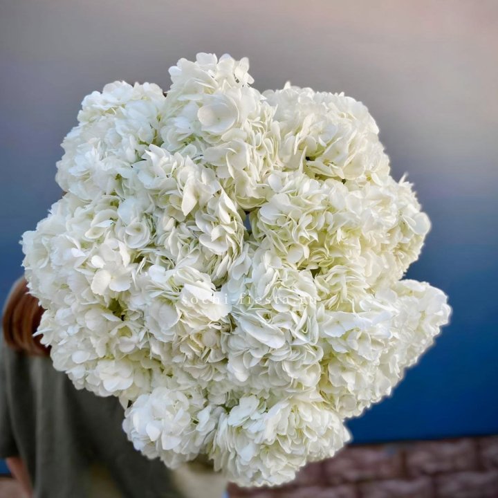 Охапка белой гортензии в Чите