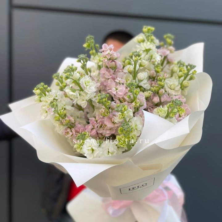 29 маттиол  в Чите