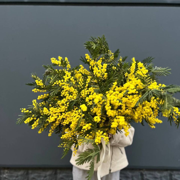 Охопка мимозы в Чите