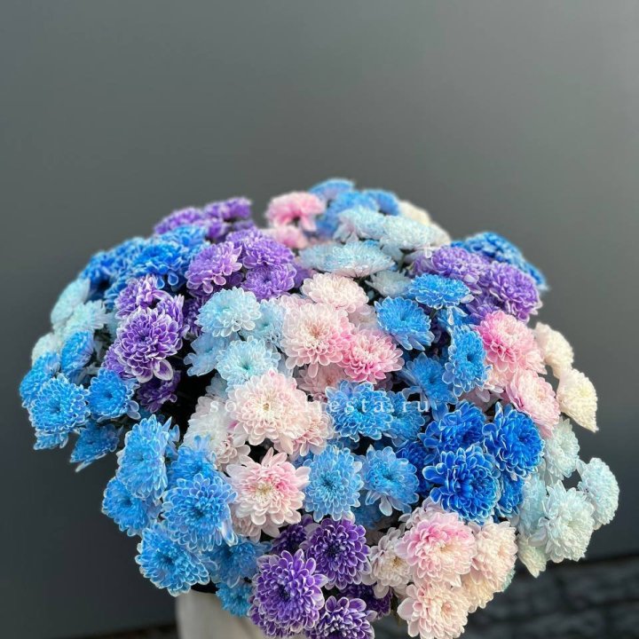 25 цветных хризантем в Чите