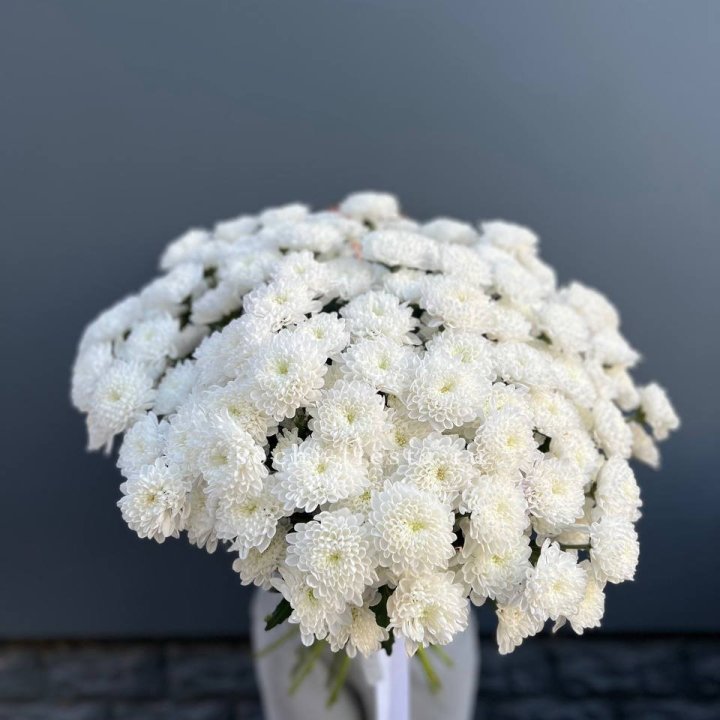  25 хризантем белых в Чите