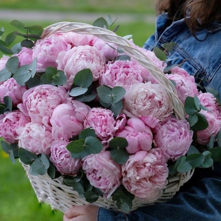 51 пион в корзине в Чите