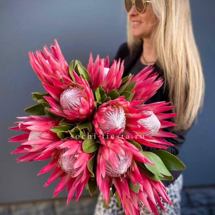 Протея штучно в Чите