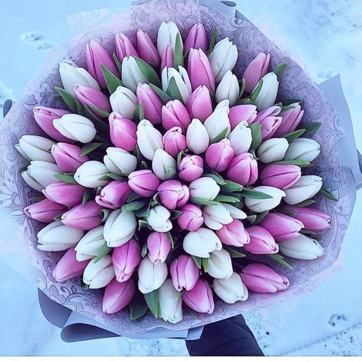 101 тюльпан "Лолипоп" в Чите